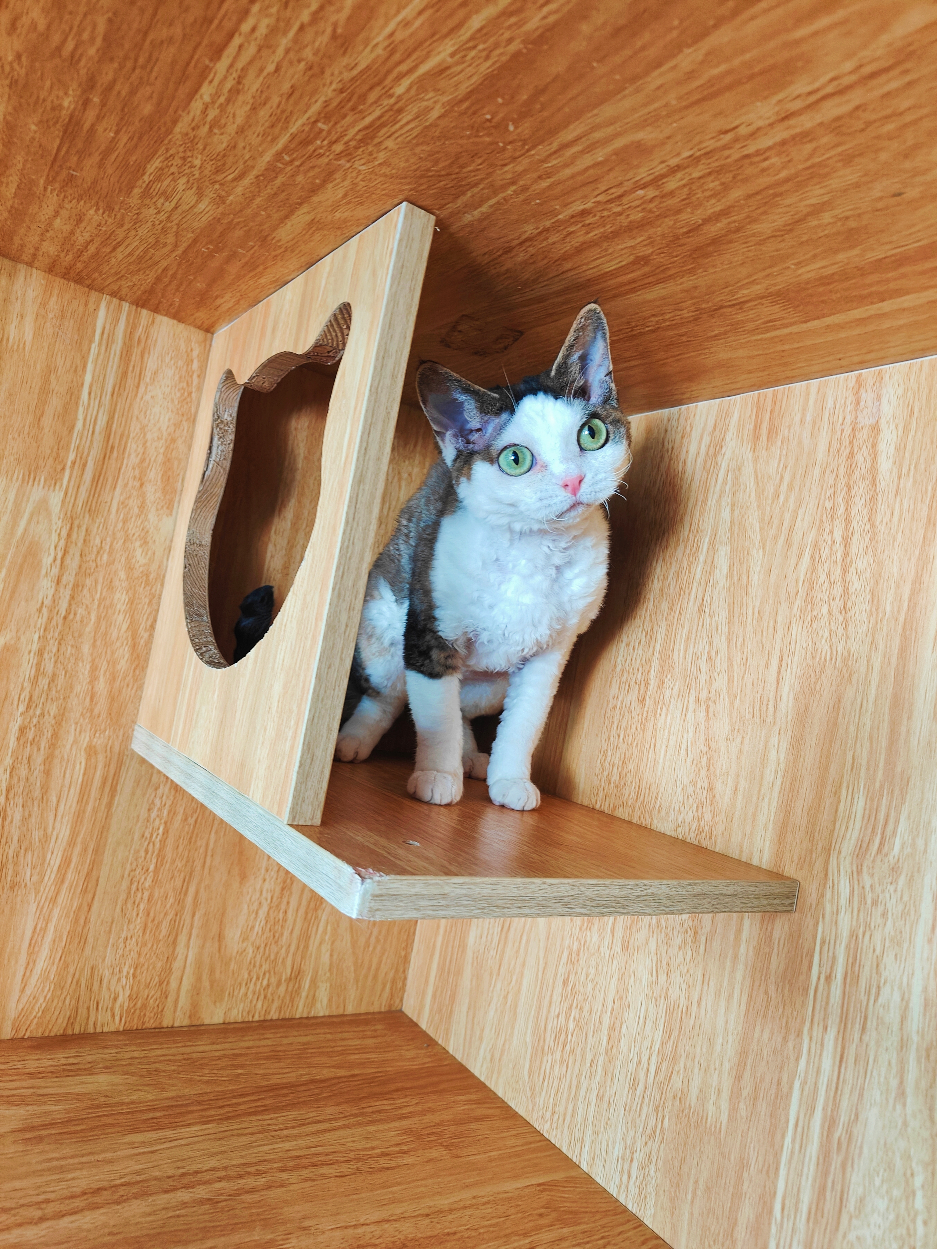 德文卷毛猫母猫妹妹不掉毛几百块